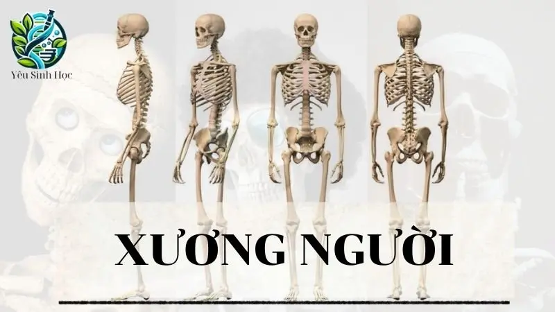 Xương người - Khái niệm, cấu tạo và chức năng 