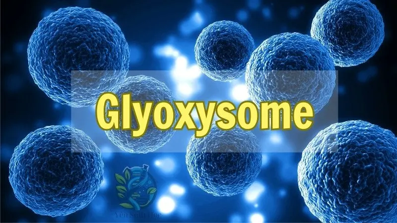 Bí mật về Glyoxysome - Chức năng và vai trò quan trọng