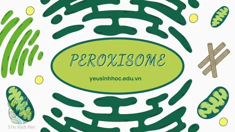 Peroxisome - Bào quan bí ẩn với vai trò quan trọng trong tế bào