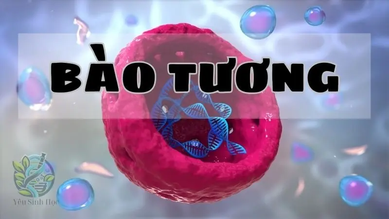 Bào tương - Định nghĩa, chức năng và vai trò trong tế bào