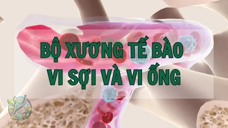 Khám phá bí ẩn bộ xương tế bào - Nền tảng cho sự sống