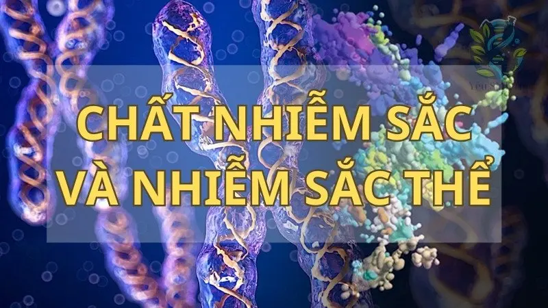 Chất nhiễm sắc và nhiễm sắc thể - Chìa khóa cho sự đa dạng của sinh vật