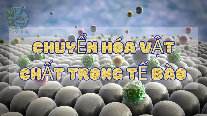 Tìm hiểu về chuyển hoá vật chất trong tế bào