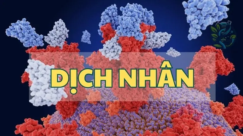 Dịch nhân - Vai trò và tầm quan trọng trong hoạt động của tế bào