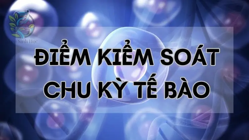 Điểm kiểm soát chu kỳ tế bào - Cơ chế và tầm quan trọng trong tế bào