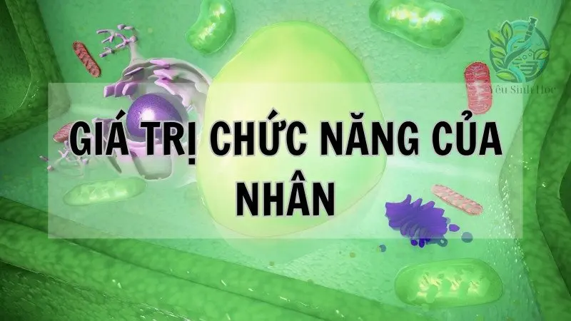 Giá trị chức năng của nhân tế bào