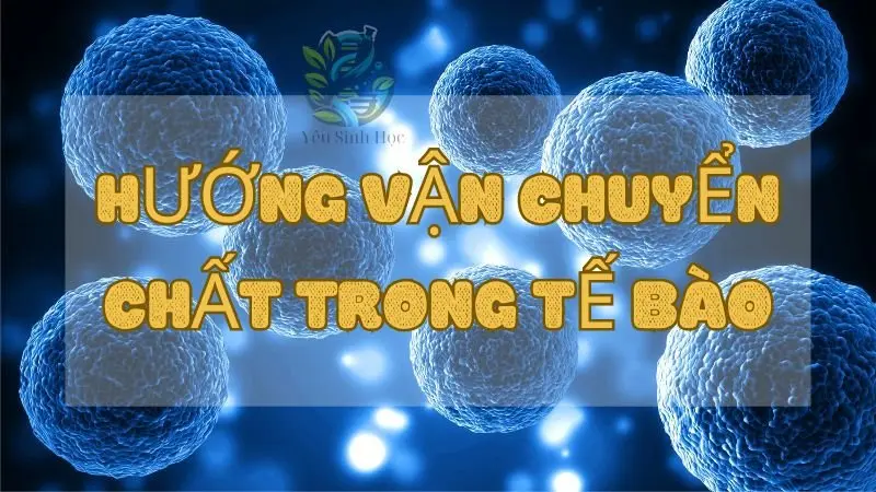 Khám phá về hướng vận chuyển chất trong tế bào