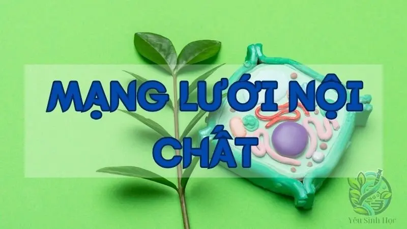 Khám phá về mạng lưới nội chất trong tế bào