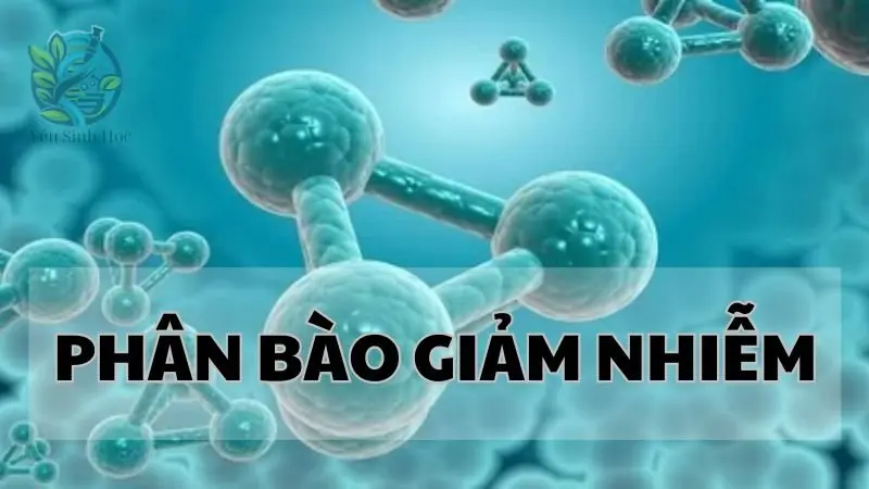 Khám phá bí ẩn phân bào giảm nhiễm - Chìa khóa cho sự đa dạng di truyền