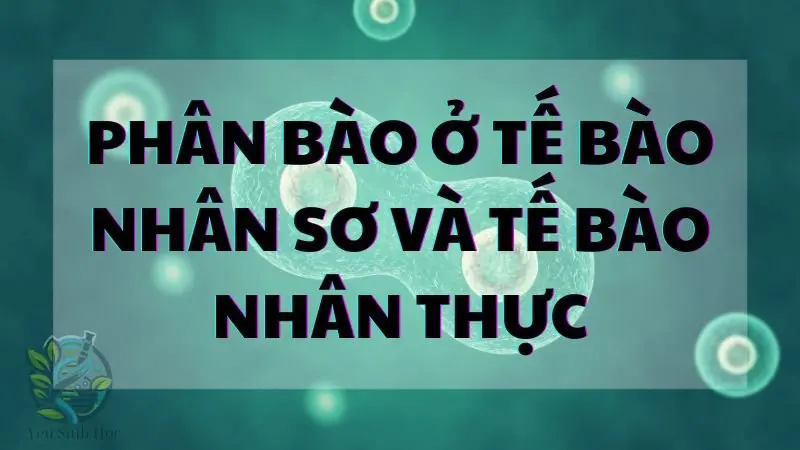 Phân bào ở tế bào nhân sơ và tế bào nhân thực