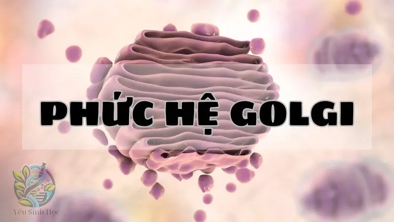 Khám phá bí ẩn phức hệ Golgi - Vai trò và hoạt động của nó