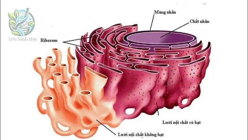 Cấu trúc của phức hệ golgi 