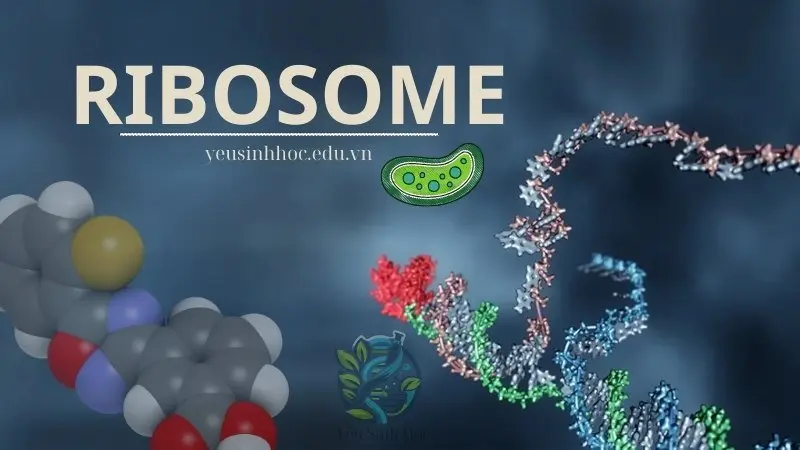 Ribosome - "Nhà máy protein" thiết yếu của tế bào