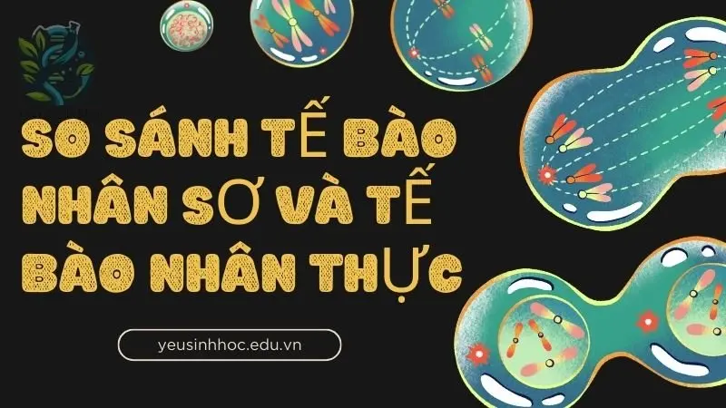 So sánh tế bào nhân sơ và tế bào nhân thực