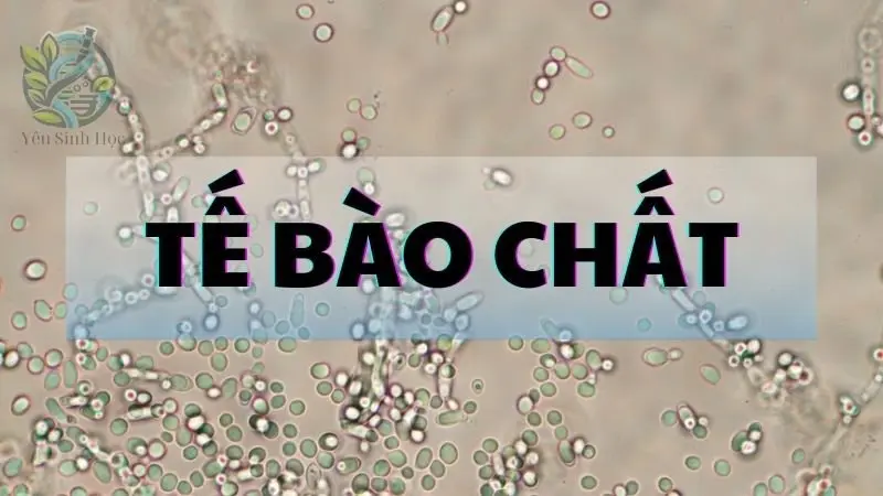 Tế bào chất là gì? khám phá cấu trúc và chức năng trong tế bào