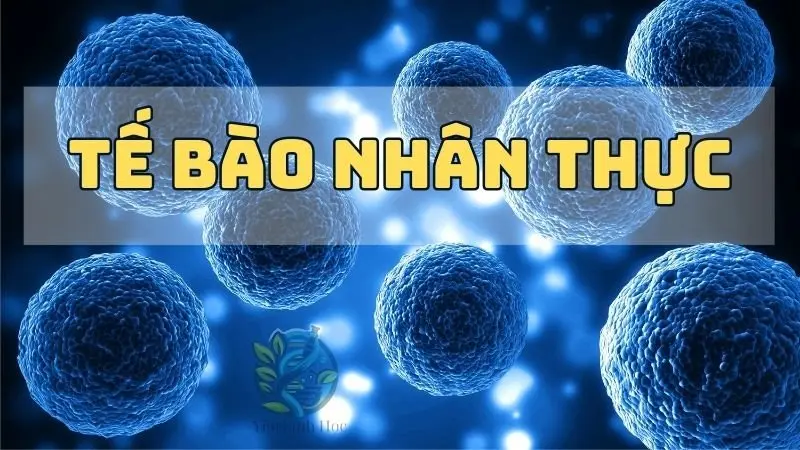 Khám phá tế bào nhân thực - Cấu trúc, chức năng và ứng dụng trong khoa học