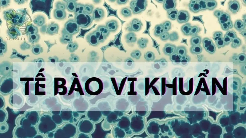 Tế bào vi khuẩn - Khái niệm, cấu tạo và chức năng trong hệ sinh thái