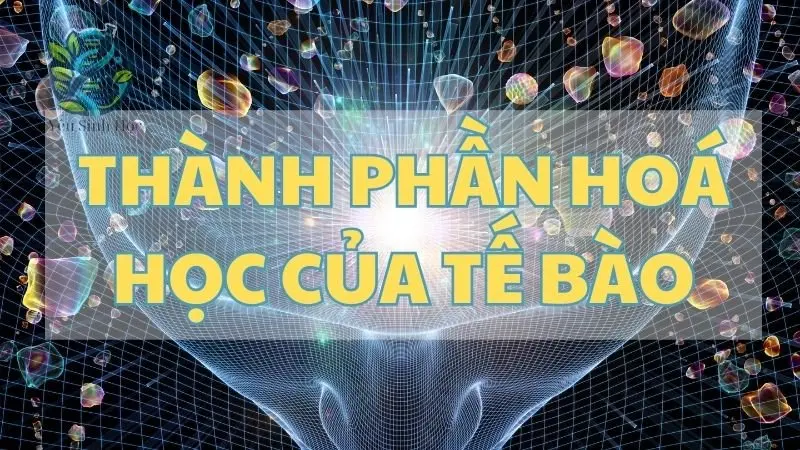 Tìm hiểu về thành phần hóa học của tế bào