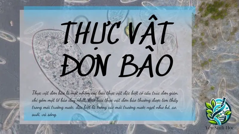 Thực vật đơn bào là gì? Ý nghĩa và vai trò trong trái đất