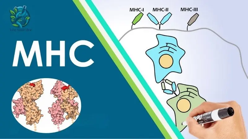 Cùng tìm hiểu MHC là gì? Vai trò trọng hệ miễn dịch 