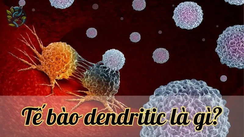 Tế bào dendritic là gì? Khái niệm và vai trò của tế bào dendritic