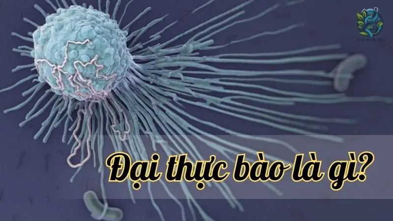 Đại thực bào là gì? Cấu trúc và vai trò trong hệ miễn dịch