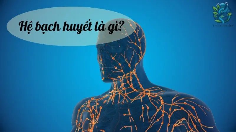 Hệ bạch huyết - Hệ thống "lọc máu" tự nhiên của cơ thể