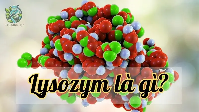 Khám phá lysozyme - Chìa khóa bảo vệ cơ thể khỏi vi khuẩn