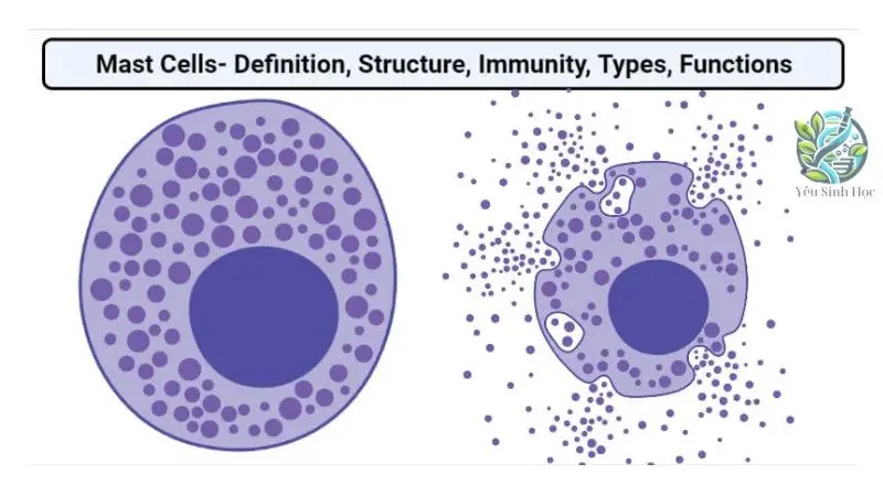 Vai trò của tế bào mast trong hệ miễn dịch