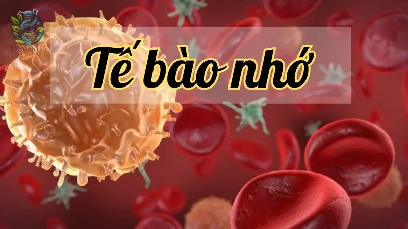 Tế bào nhớ - Chìa khóa cho một hệ miễn dịch khỏe mạnh