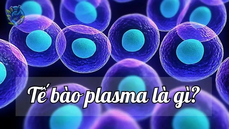 Tế bào plasma là gì? Cùng tìm hiểu về khái niệm,cấu tạo và chức năng 