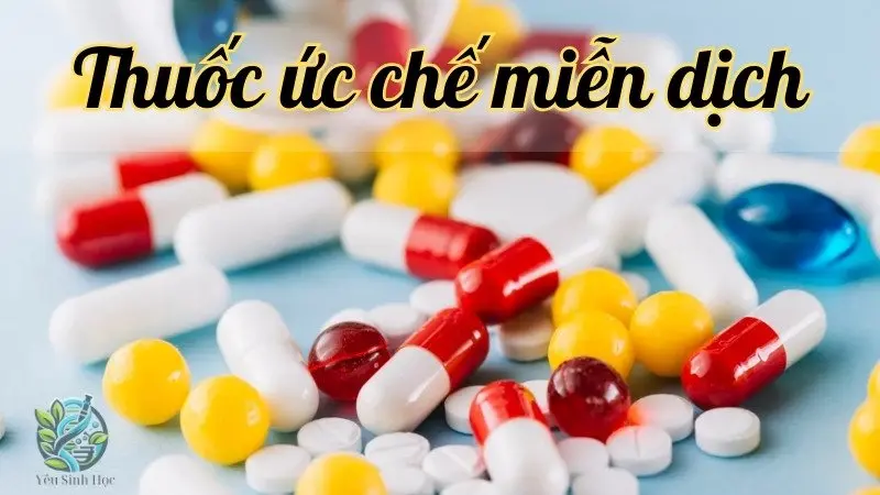 Thuốc ức chế miễn dịch - Khi nào cần dùng và những lưu ý khi dùng