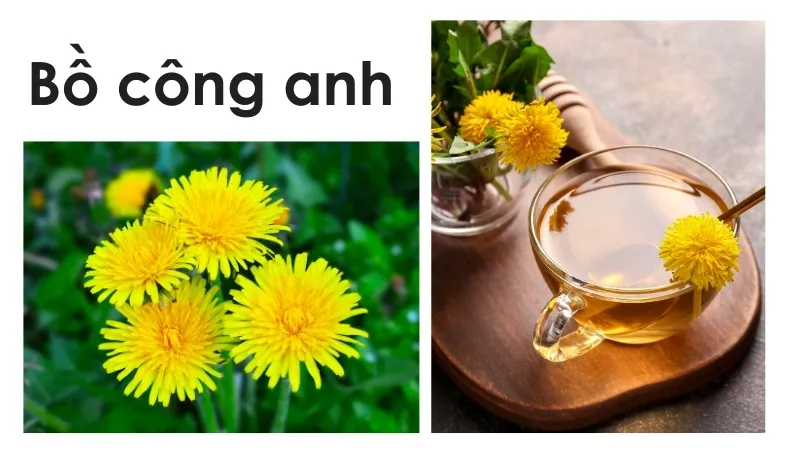 Sử dụng Bồ công anh chữa bệnh - Hướng dẫn bài chế thuốc 