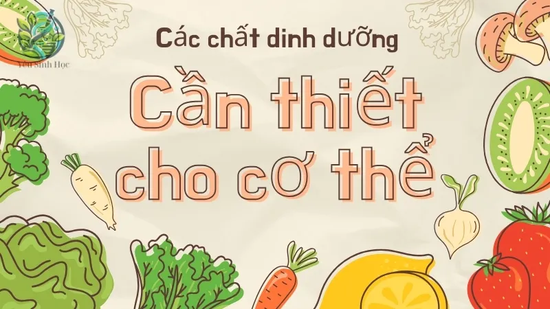 Lợi ích của các chất dinh dưỡng cần thiết cho cơ thể mà bạn cần biết