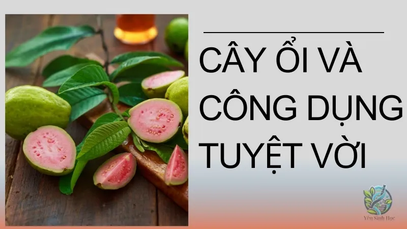 Ổi có tốt cho sức khỏe không? 10 công dụng tuyệt vời của cây ổi