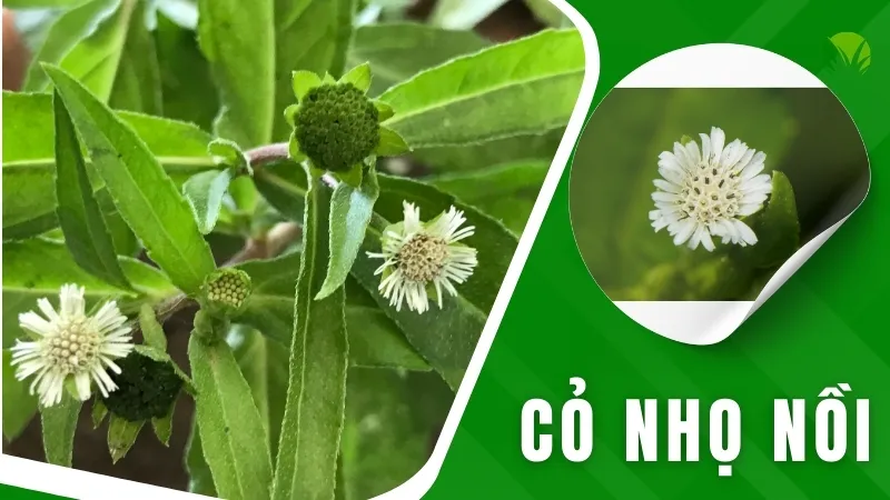 Cỏ nhọ nồi - Thảo dược cầm máu và giải độc hiệu quả 