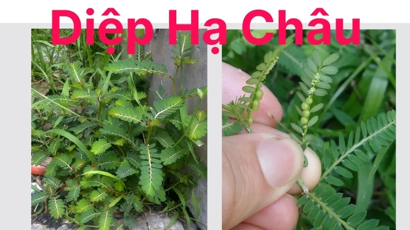 Diệp Hạ Châu - Cây thuốc quý giúp giải độc gan và hỗ trợ sức khỏe