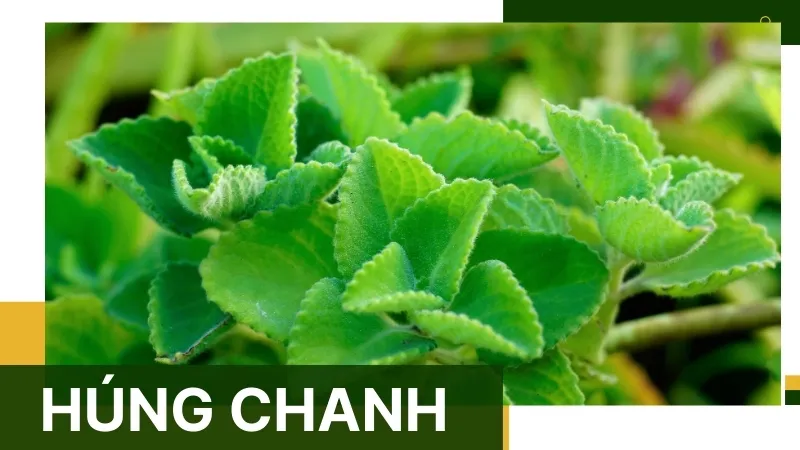 Công dụng của húng chanh trong điều trị viêm họng, ho và cảm cúm