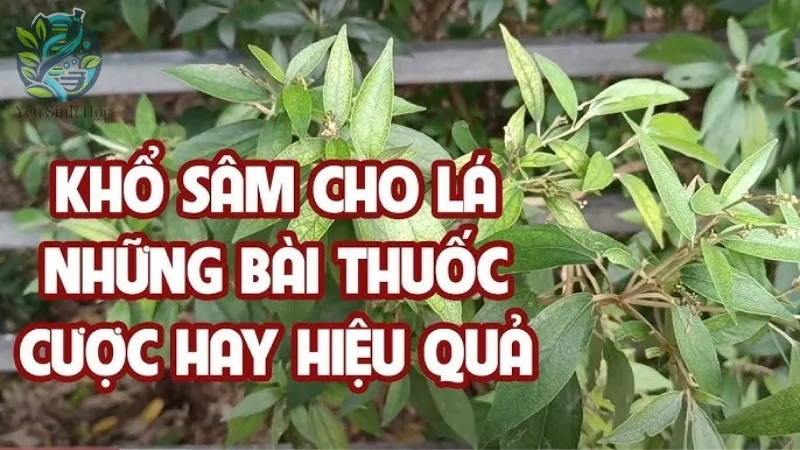 Cách sử dụng khổ sâm cho lá hiệu quả trong điều trị bệnh 