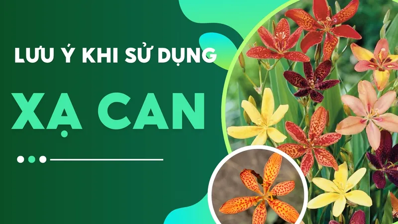 Những lưu ý khi sử dụng xạ can