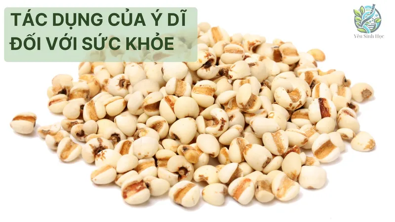 Tác dụng của ý dĩ đối với sức khỏe