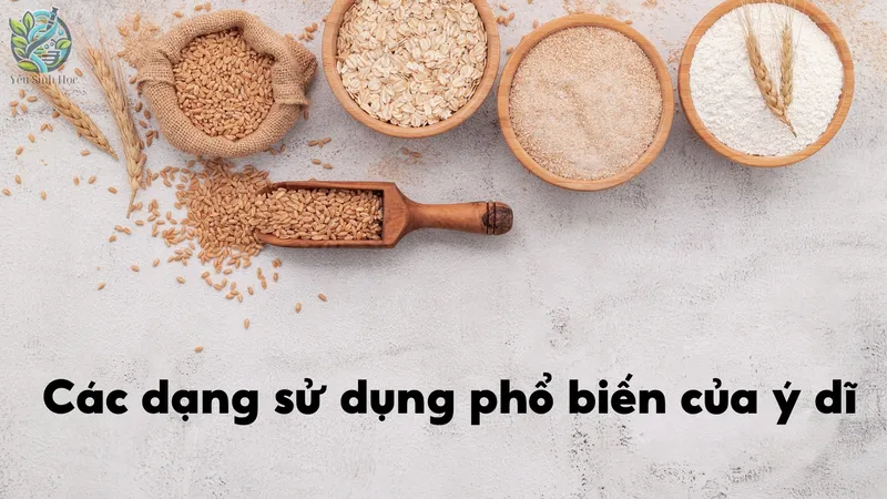 Các dạng sử dụng phổ biến của ý dĩ