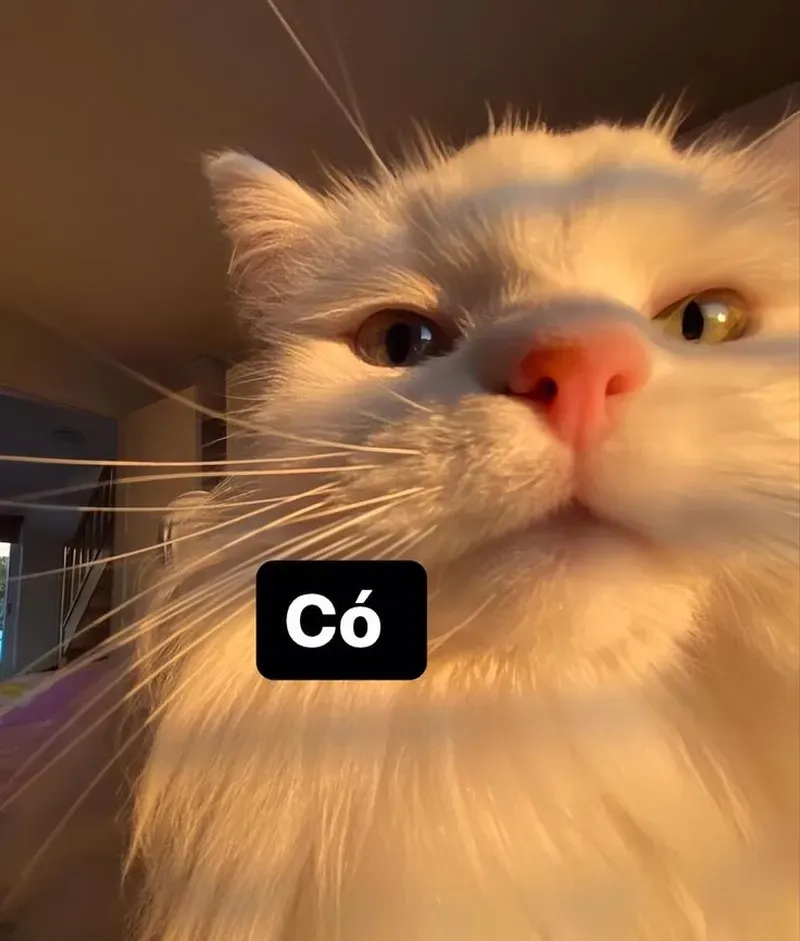 Nguồn gốc của mèo meme hài gốc này là một câu chuyện không ai ngờ tới