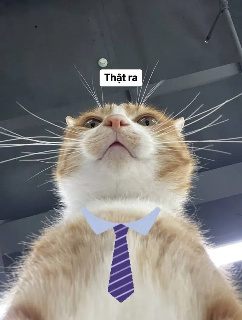 Ai đó làm ơn giúp mèo meme hài này thoát khỏi tình huống 