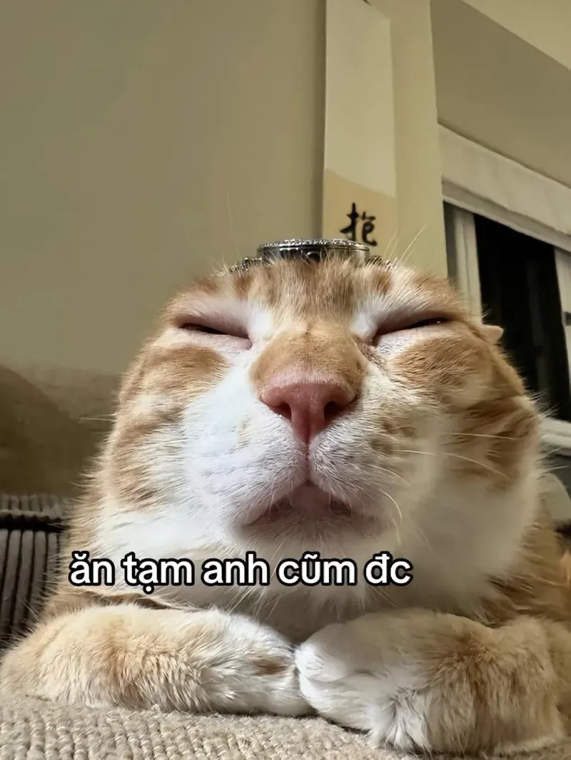 Những hình mèo meme hài này chắc chắn sẽ khiến bạn cười nghiêng ngả