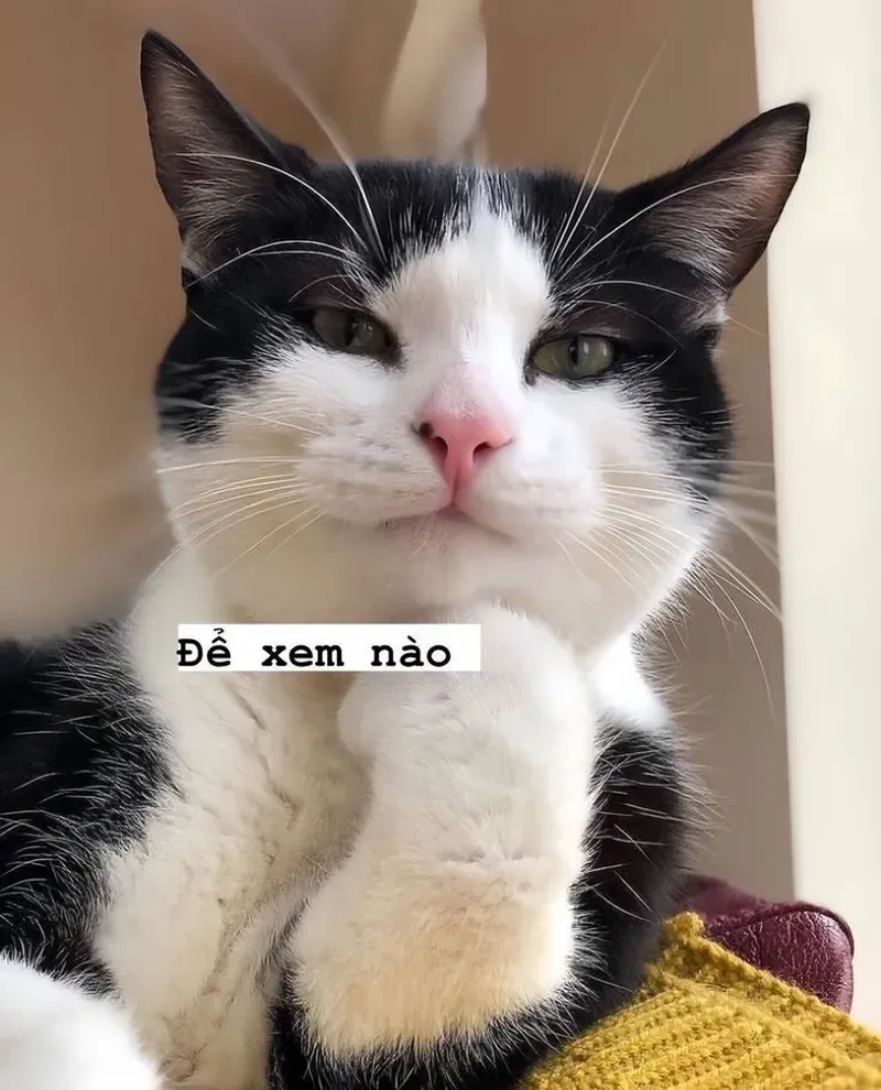 Boss nhà bạn đã từng có biểu cảm 