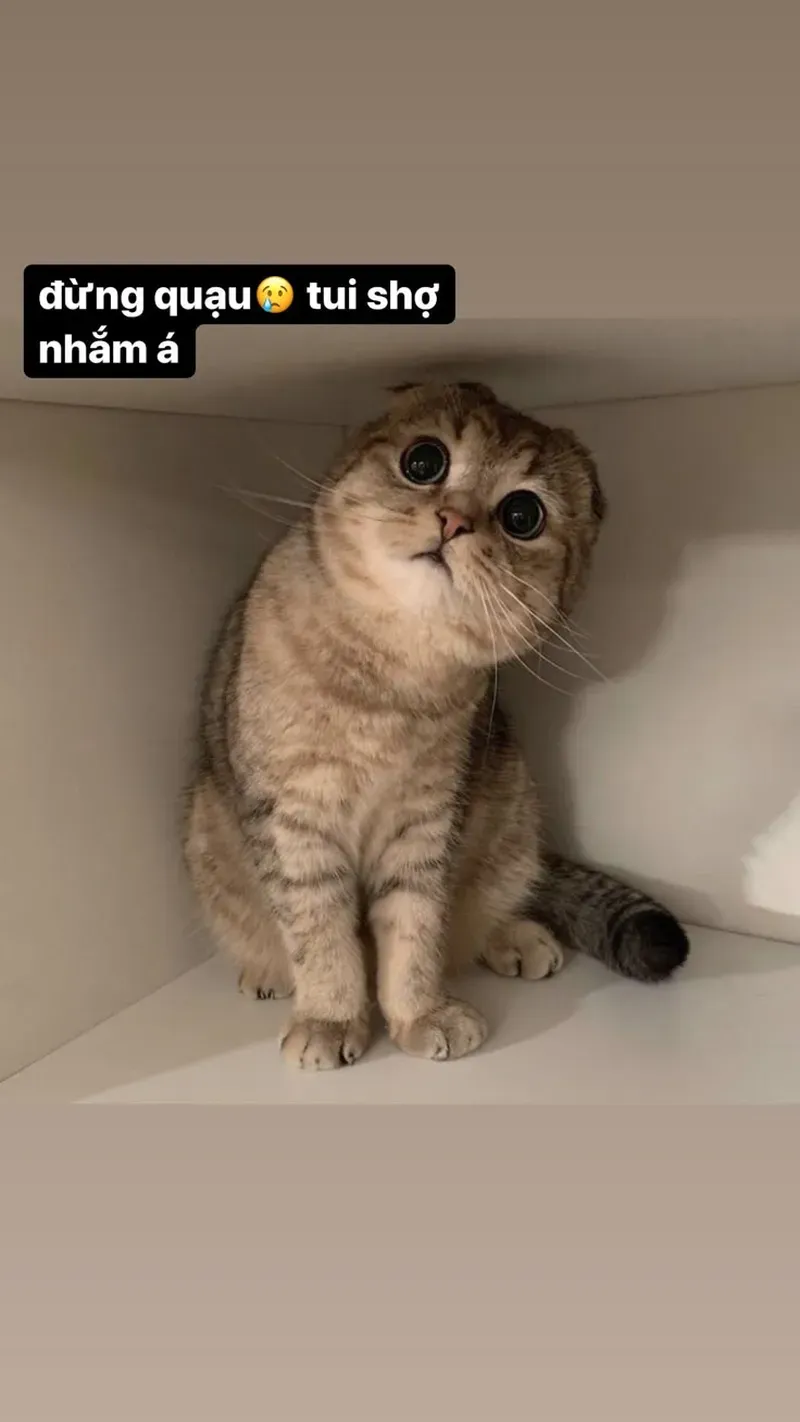 Tuyển tập meme hài hước mèo khiến bạn không thể nhịn cười