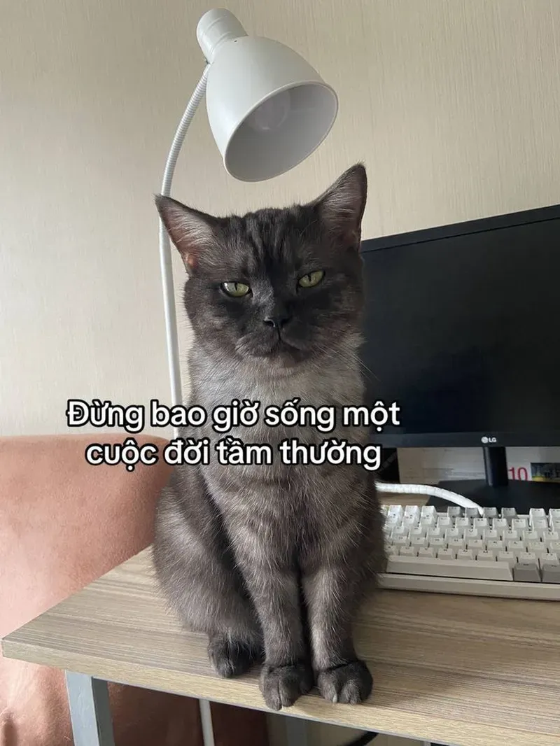 Xem ngay ảnh mèo meme hài hước khiến ai cũng phải bật cười