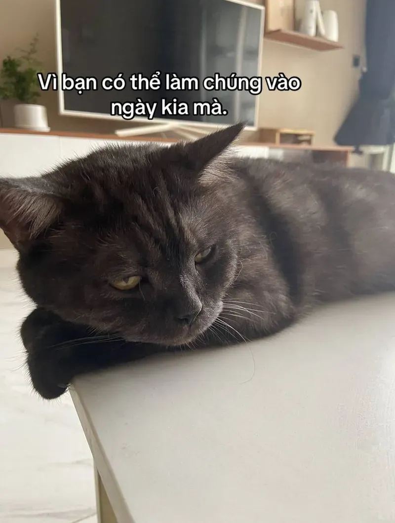 Khi bạn định nghiêm túc nhưng cuộc đời lại cho bạn một meme hài bựa mèo