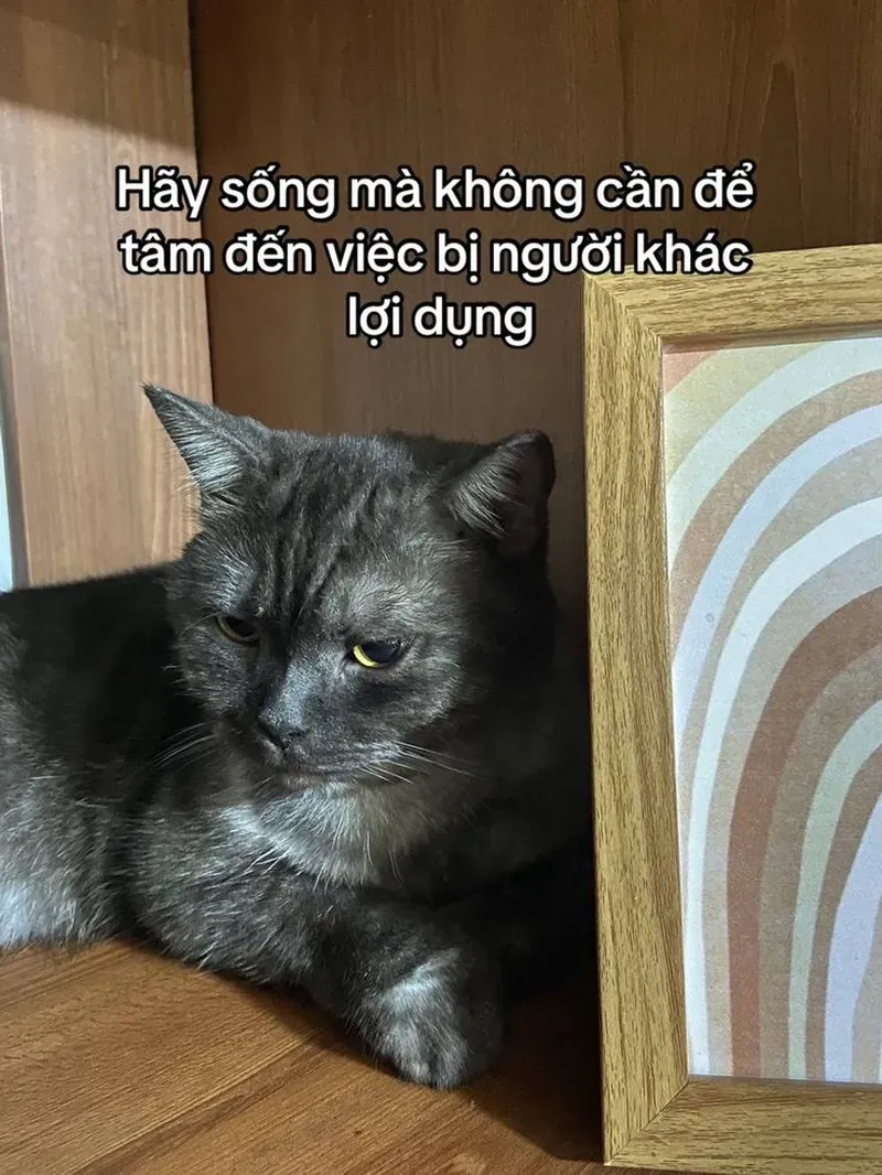 Biểu cảm của ảnh mèo meme hài này giống hệt bạn lúc thấy deadline sát nút
